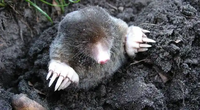 A captured mole, a common pest in Oregon